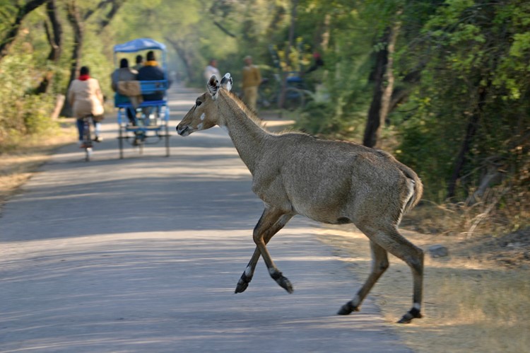 Bharatpur, Keoladeo Nationaal Park, India
